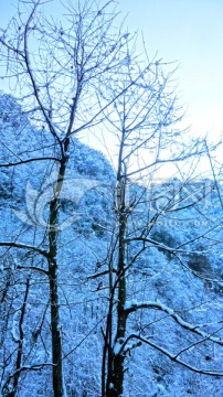 雪枝 大雪封山