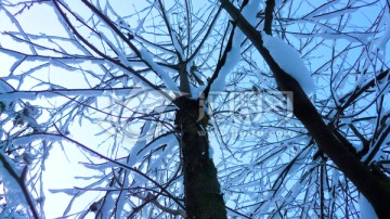 冰雪树枝 洁白世界