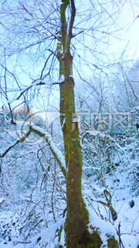 冰雪树枝 雾凇