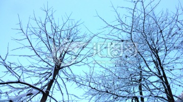 雪枝 九股水雪景