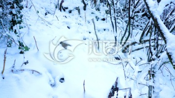 雪枝 九股水雪景