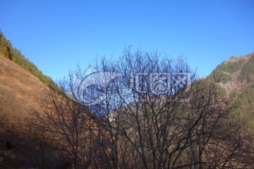 冬景 树 山 蓝天