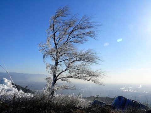 河津龙门山一棵树