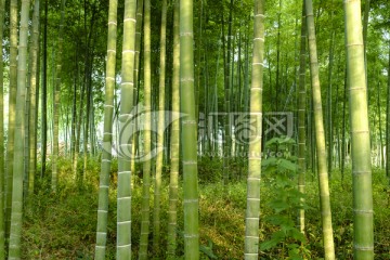 綠竹林
