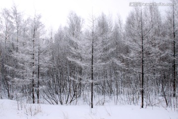 冰雪落叶松