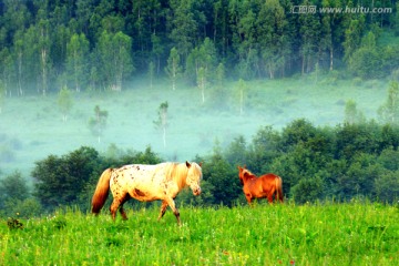 夏季晨雾山林中的马