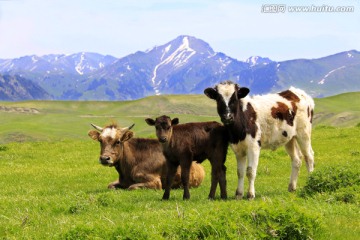 草原小伙伴 牛