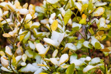 冰雪