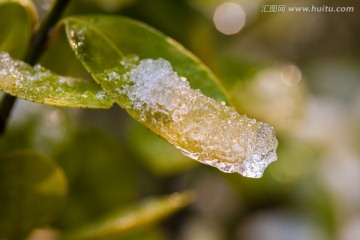 雪景 冬季