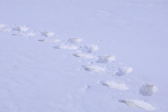 雪地脚印