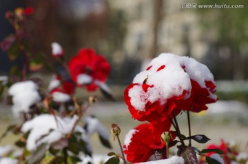 雪花