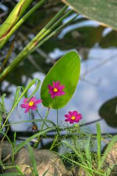 格桑花