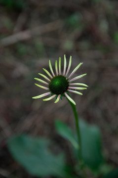 雏菊