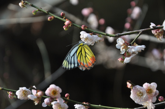 蝶恋花