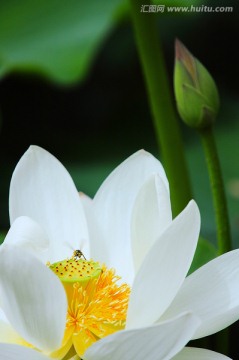 芳心玉洁