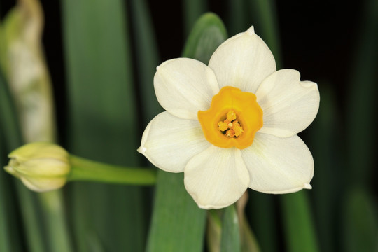 水仙花