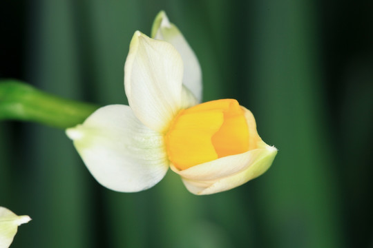 水仙花 水仙特写