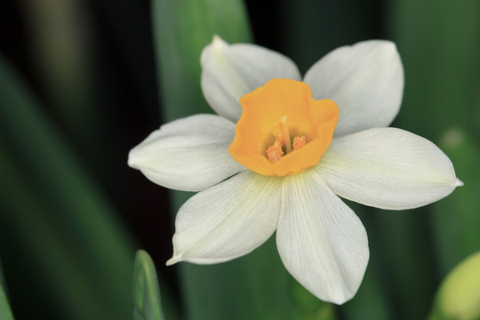 水仙 水仙花