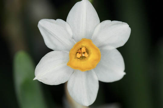 水仙花 水仙