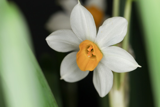 水仙花 水仙