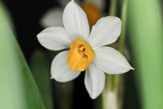 水仙花 水仙