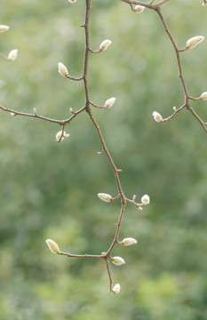 玉兰花花苞