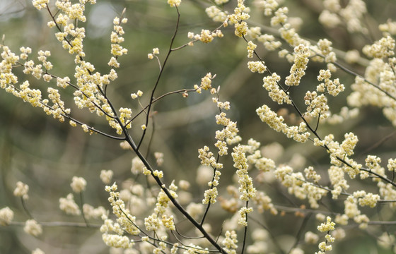 油叶籽花