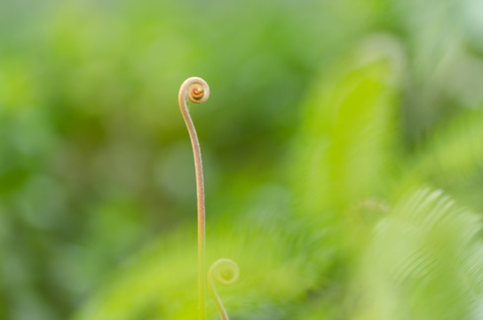 野生蕨菜