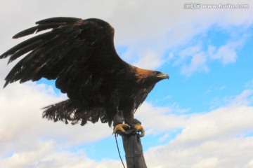 雄鹰展翅