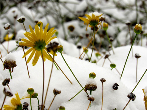 白雪黄花