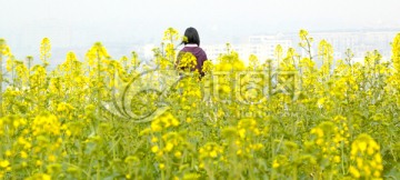 春天油菜花和小女孩