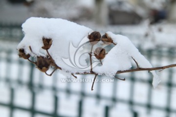 雪压枝头