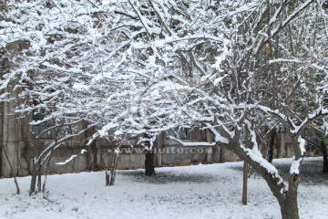 雪挂满枝