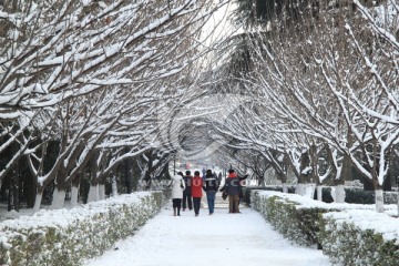 樱花道雪景