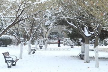 交大西花园枫树雪景