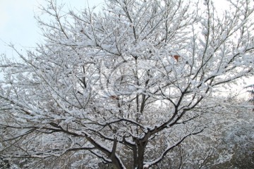 五角枫上的雪