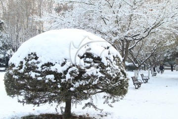 西花园雪景
