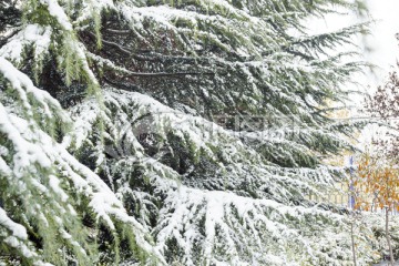 松树枝 白雪