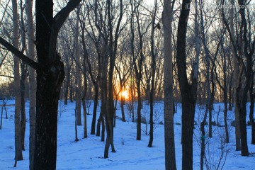 冬天 树木 白雪 松树 落日