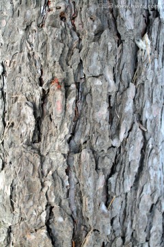 树皮 纹理 松树 肌理 树木