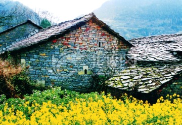 油菜田 西部民居 西部山区风景