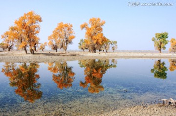 河畔胡杨