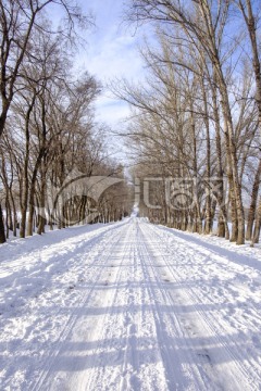 林中小路