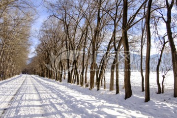 林中小路