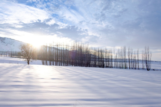 冬雪