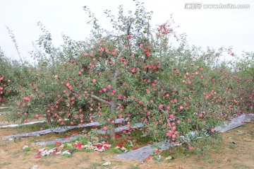 洛川苹果