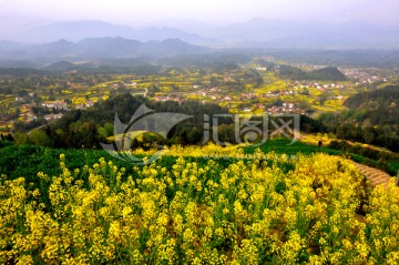 汉中油菜花