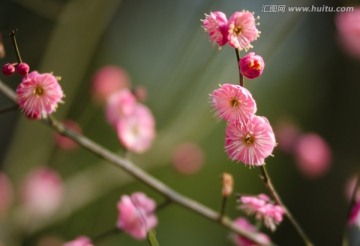 开放的梅花