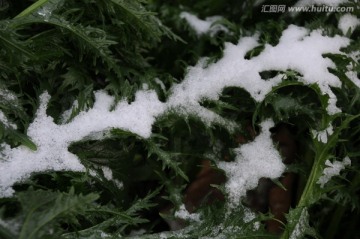 瑞雪兆申城