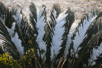 瑞雪兆申城